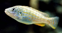 Image of Labidochromis joanjohnsonae (Pearl of Likoma)