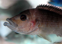 Image of Abactochromis labrosus 