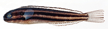 Image of Meiacanthus limbatus (Manus fangblenny)