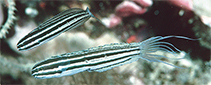 Image of Meiacanthus limbatus (Manus fangblenny)