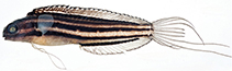 Image of Meiacanthus limbatus (Manus fangblenny)