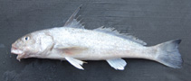 Image of Menticirrhus littoralis (Gulf kingcroaker)