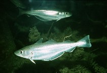 Image of Merlangius merlangus (Whiting)