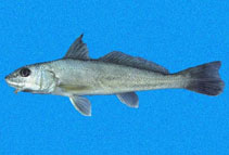 Image of Menticirrhus paitensis (Paita kingcroaker)