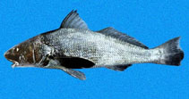 Image of Menticirrhus panamensis (Panama kingcroaker)