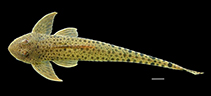 Image of Metaloricaria paucidens 