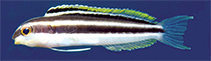 Image of Meiacanthus solomon (Solomon fangblenny)