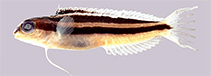 Image of Meiacanthus solomon (Solomon fangblenny)