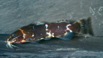 Image of Microsynodontis batesii 