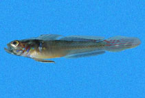 Image of Microgobius brevispinis (Balboa goby)