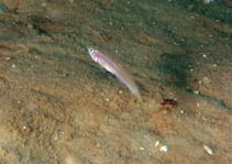 Image of Microgobius carri (Seminole goby)