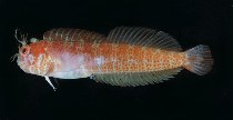 Image of Mimoblennius cirrosus (Fringed blenny)