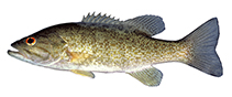 Image of Micropterus dolomieu (Smallmouth bass)