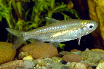 Image of Micralestes elongatus (Elongated Turkana robber)