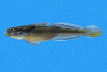 Image of Microgobius emblematicus (Emblem goby)