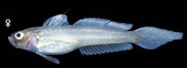 Image of Microgobius erectus (Erect goby)