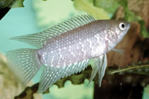 Image of Microctenopoma fasciolatum (Banded ctenopoma)