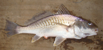 Image of Micropogonias furnieri (Whitemouth croaker)