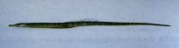 Image of Microphis leiaspis (Barhead pipefish)