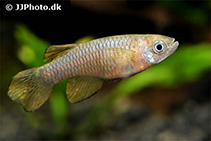 Image of Micropanchax loati (Nile killifish)