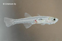 Image of Mistichthys luzonensis (Sinarapan)