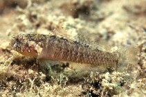 Image of Millerigobius macrocephalus (Large-headed goby)