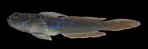 Image of Microgobius meeki 