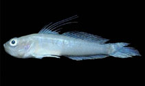 Image of Microgobius miraflorensis (Miraflores goby)