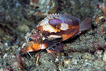 Image of Minous pictus (Painted stinger)