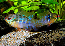 Image of Mikrogeophagus ramirezi (Ram cichlid)