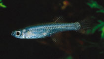 Image of Poropanchax scheeli (Scheel\