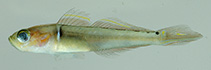 Image of Microgobius signatus 