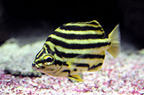 Image of Microcanthus strigatus (Stripey)