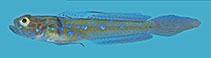 Image of Microgobius tabogensis (Taboga goby)