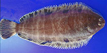 Image of Microchirus variegatus (Thickback sole)