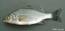 Image of Morone americana (White perch)