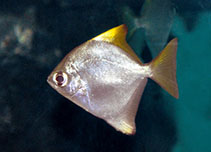 Image of Monodactylus argenteus (Silver moony)