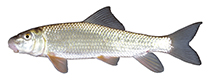 Image of Moxostoma erythrurum (Golden redhorse)