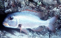 Image of Monotaxis grandoculis (Humpnose big-eye bream)