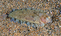 Image of Monochirus hispidus (Whiskered sole)