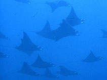 Image of Mobula munkiana (Munk\