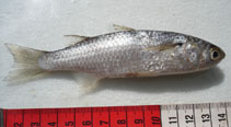 Image of Osteomugil perusii (Longfinned mullet)