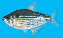 Image of Moenkhausia simulata 