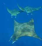 Image of Mobula tarapacana (Chilean devil ray)