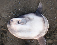 Image of Mola tecta (Hoodwinker ocean sunfish)