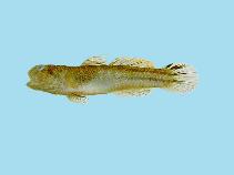 Image of Mugilogobius abei 