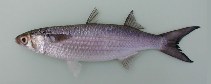 Image of Mugil bananensis (Banana mullet)