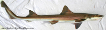 Image of Mustelus californicus (Gray smoothhound)