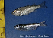 Image of Mugil cephalus (Flathead grey mullet)