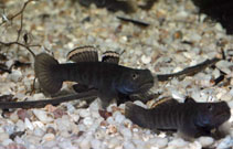 Image of Mugilogobius littoralis (Beachrock mangrovegoby)